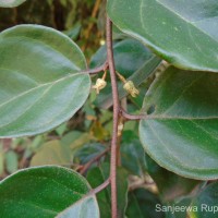 Elaeagnus latifolia L.